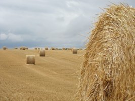 strobalen in de zomer